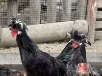 بوليش — الصورة 3