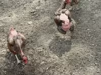 Chickens — Foto 4