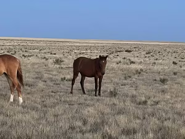 Koń, Kazakh horse