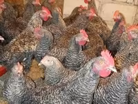 Gallina eslovena barrada — foto 1