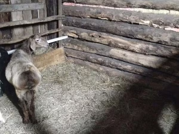 Beran, Arashan sheep
