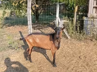 Kozioł, Alpine goat — zdjęcie 4