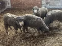 Kos, Merino sheep — 2. fotó