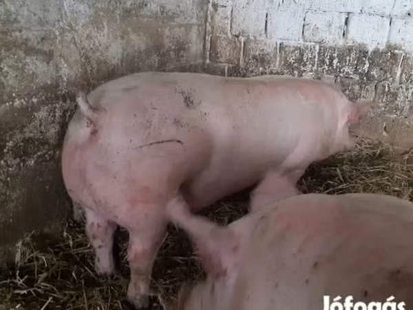 Süldőanya, Крупная белая