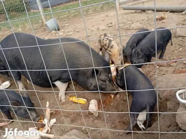 母猪, Вьетнамская вислобрюхая
