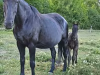 Mare, Horses — photo 3