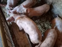 Schweine (Partie, Geschlecht nicht angegeben), Schweine — Foto 2