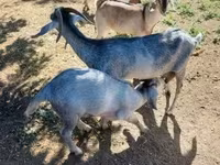 公山羊, Nubian Goat — 照片 2