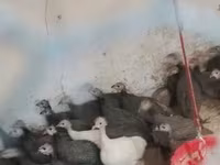 Guinea fowl — फ़ोटो 2