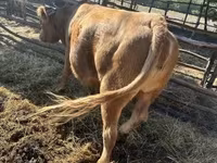 Vaca, Simmental cattle — foto 3