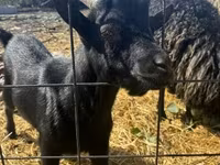 Bak, Dutch Landrace goats — 2. fotó