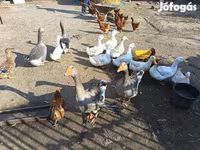 Geese — 2. fotó