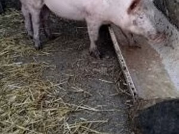 Boar, Pigs