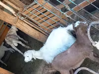 Cabra, Cabras — foto 3