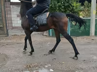 حصان, Thoroughbred horse — الصورة 1