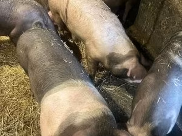 猪（批次，未指定性别）, Pigs
