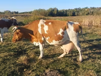 Tehén, Simmental cattle — 1. fotó