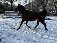Hing, Arabian horse — 5. fotó