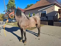 公马, Horses — 照片 2