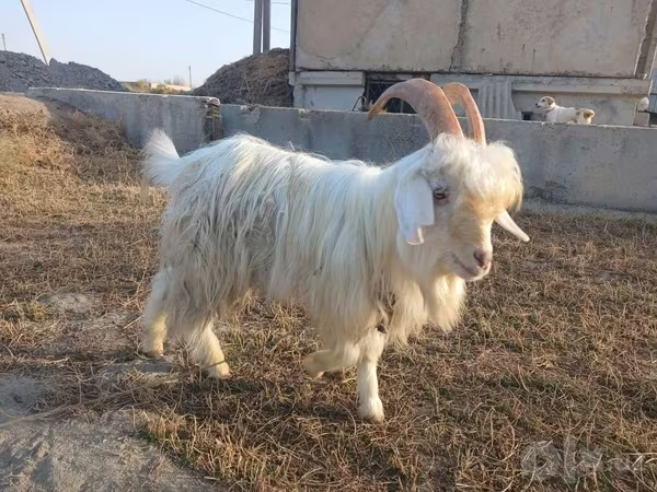 Козёл, Козлы