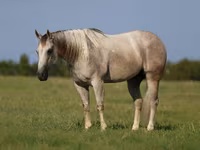 Hengst, Quarter Horse — Foto 2