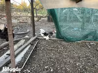 Chickens — foto 3