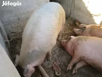 Süldőanya, Sertések — 4. fotó