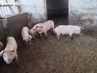 Süldőanya, Крупная белая — 3. fotó