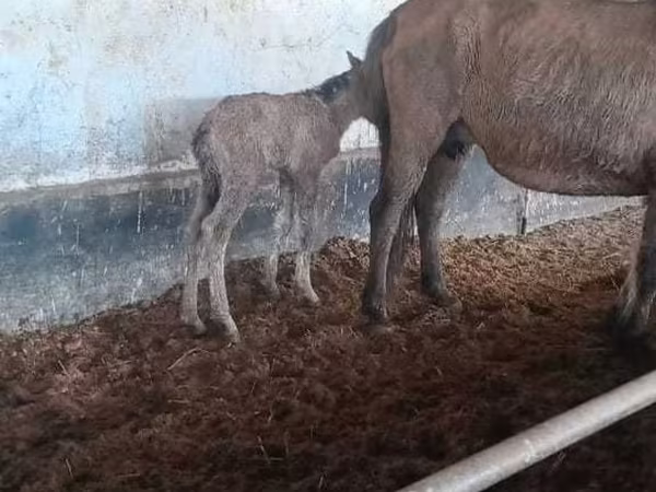 Égua, Cavalos