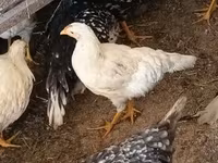 Chickens — photo 7