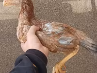Chickens — الصورة 1
