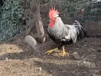Chickens — 5-сурет