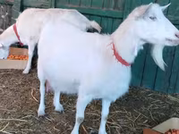 Goat, Saanen goat — photo 3