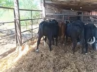 Vaca, Aberdeen-Angus — foto 1