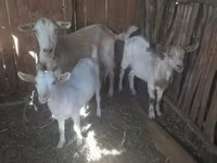 母山羊, Goats — 照片 2
