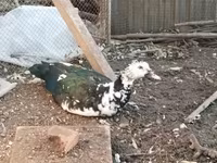 Ducks — photo 3