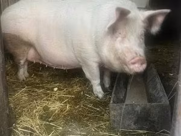 Sow,  — Hungary