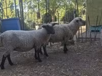 Kos, Shroshire sheep — 4. fotó