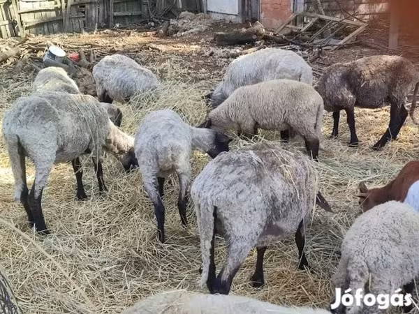 Sheep (batch, sex not specified), Cameroon sheep — Hungary