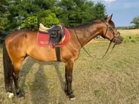 Horse (M), Horses — photo 1
