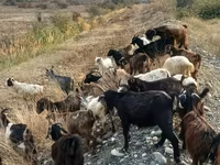 Goat, Goats — photo 2