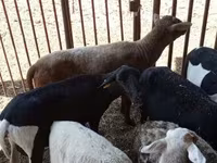 Sheep, Sheep — photo 2