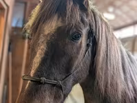 Cheval, Palomino — photo 4