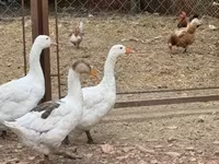 Geese — الصورة 3
