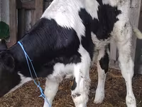 Bika, Russian Black pied cattle — 2. fotó