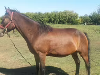 Jument, Horse breed — photo 3
