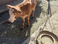 أبقار (دفعة، الجنس غير محدد), Simmental cattle — الصورة 1