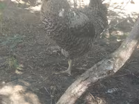 Gallina eslovena barrada — foto 3