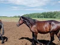 公马, Kushum Horse — 照片 2