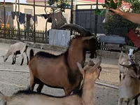 Козёл, Альпийская коза — фото 3